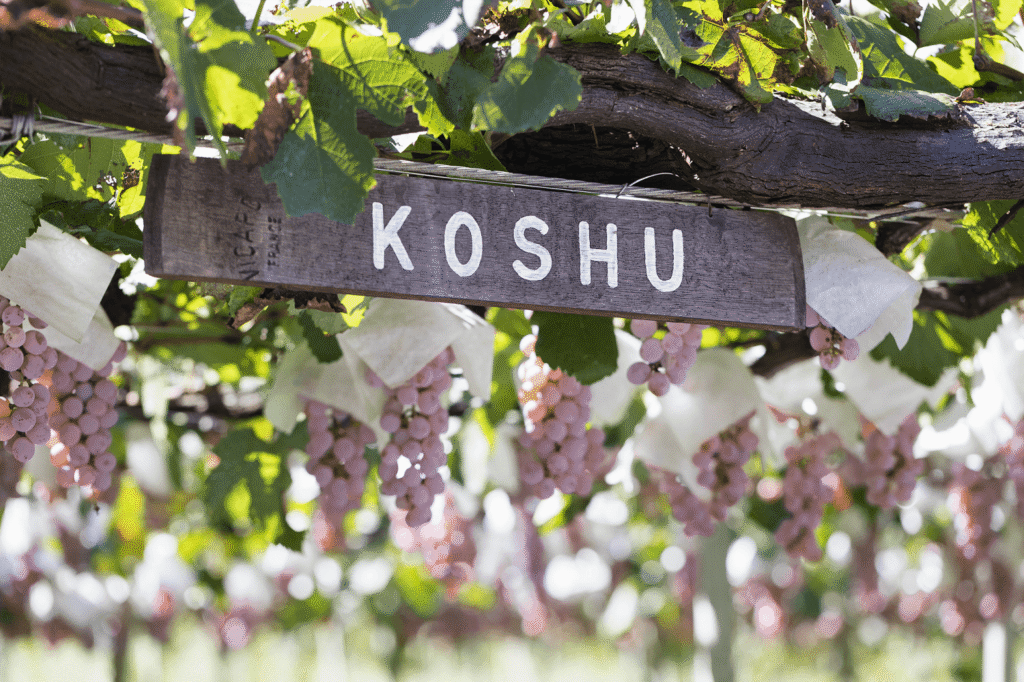Kōshū grown on pergola vines in Yamanashi