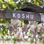 Kōshū grown on pergola vines in Yamanashi