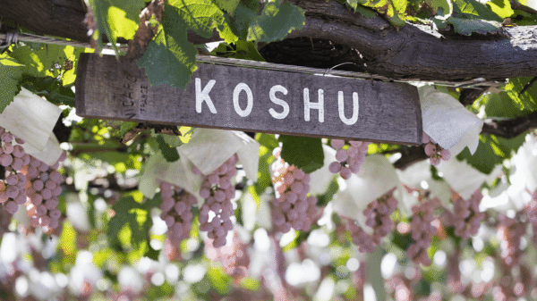 Kōshū grown on pergola vines in Yamanashi