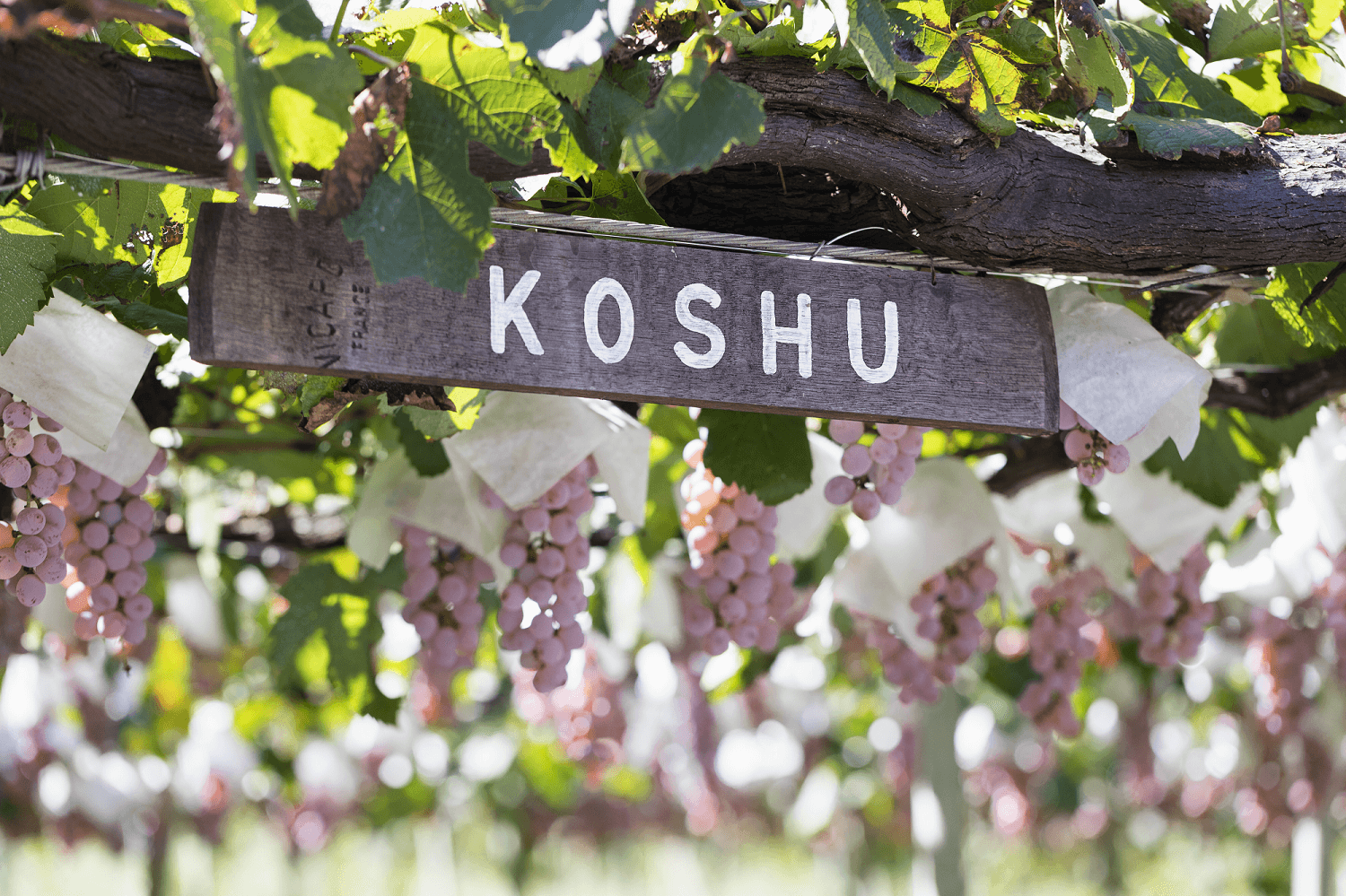 Kōshū grown on pergola vines in Yamanashi